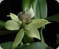 Encyclia fragrans Small Octopus